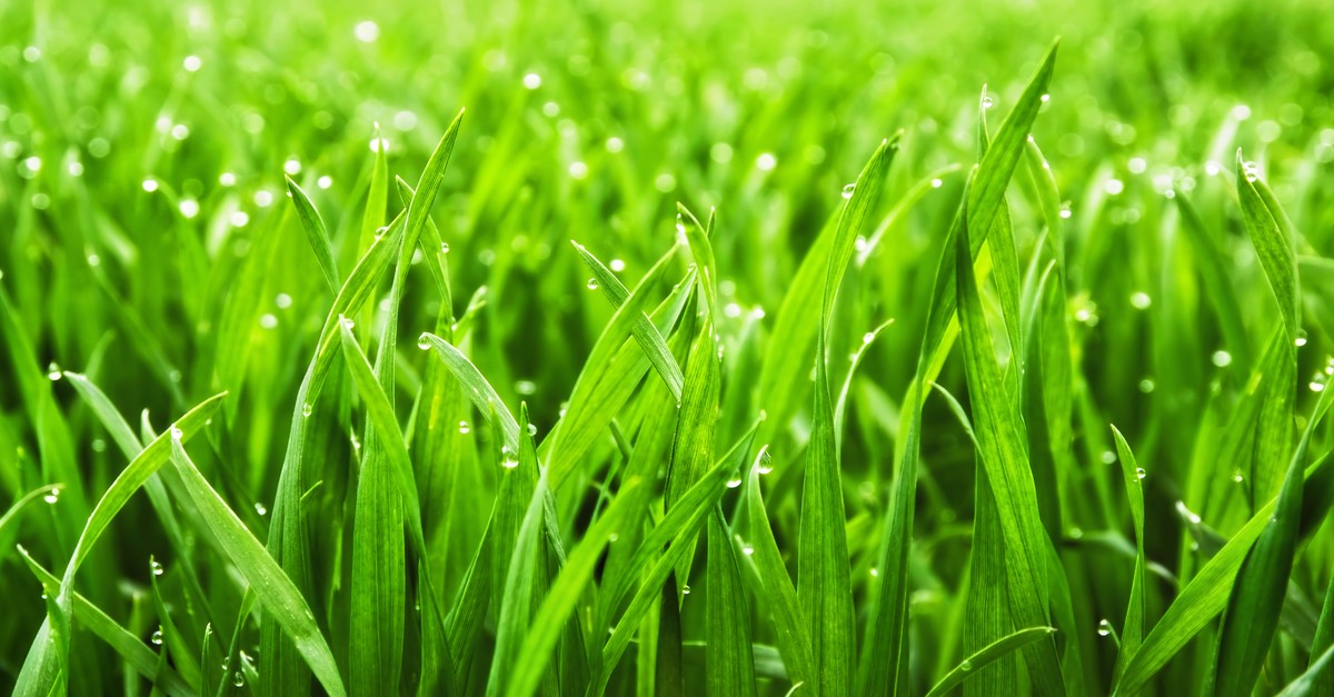 Where is the greener grass?