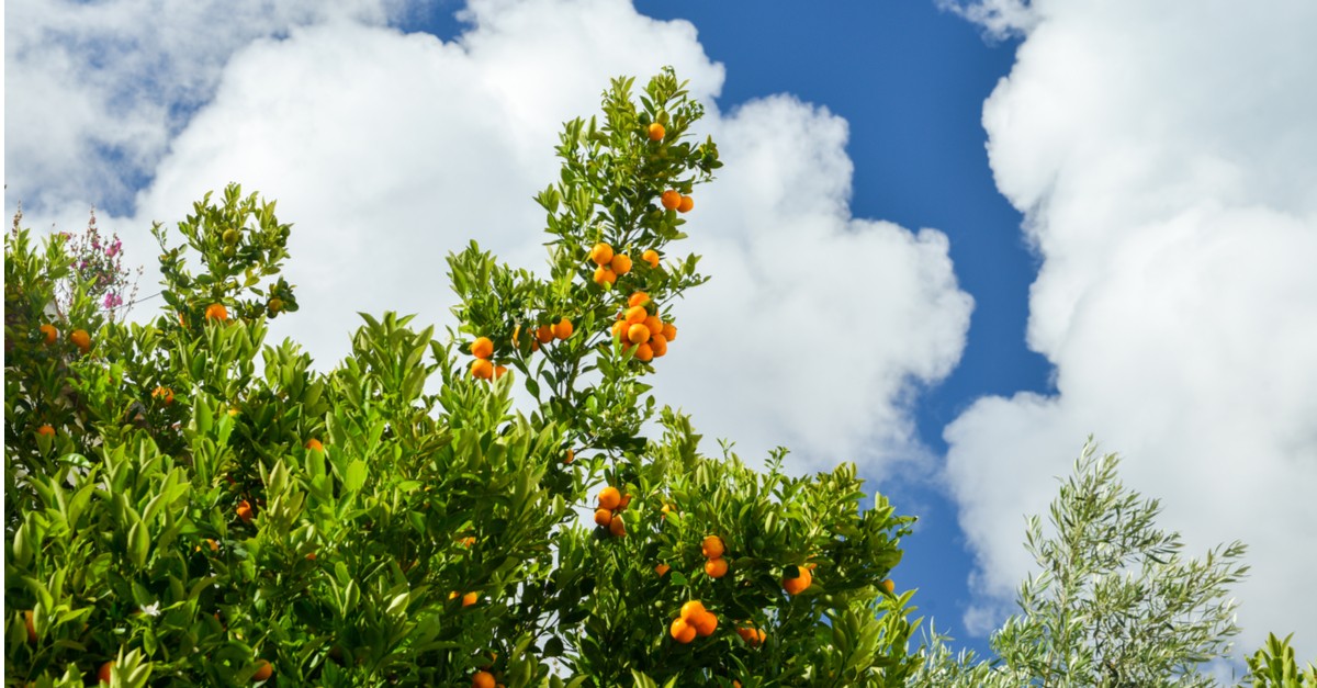 Beware the deception of “Low Hanging Fruit”