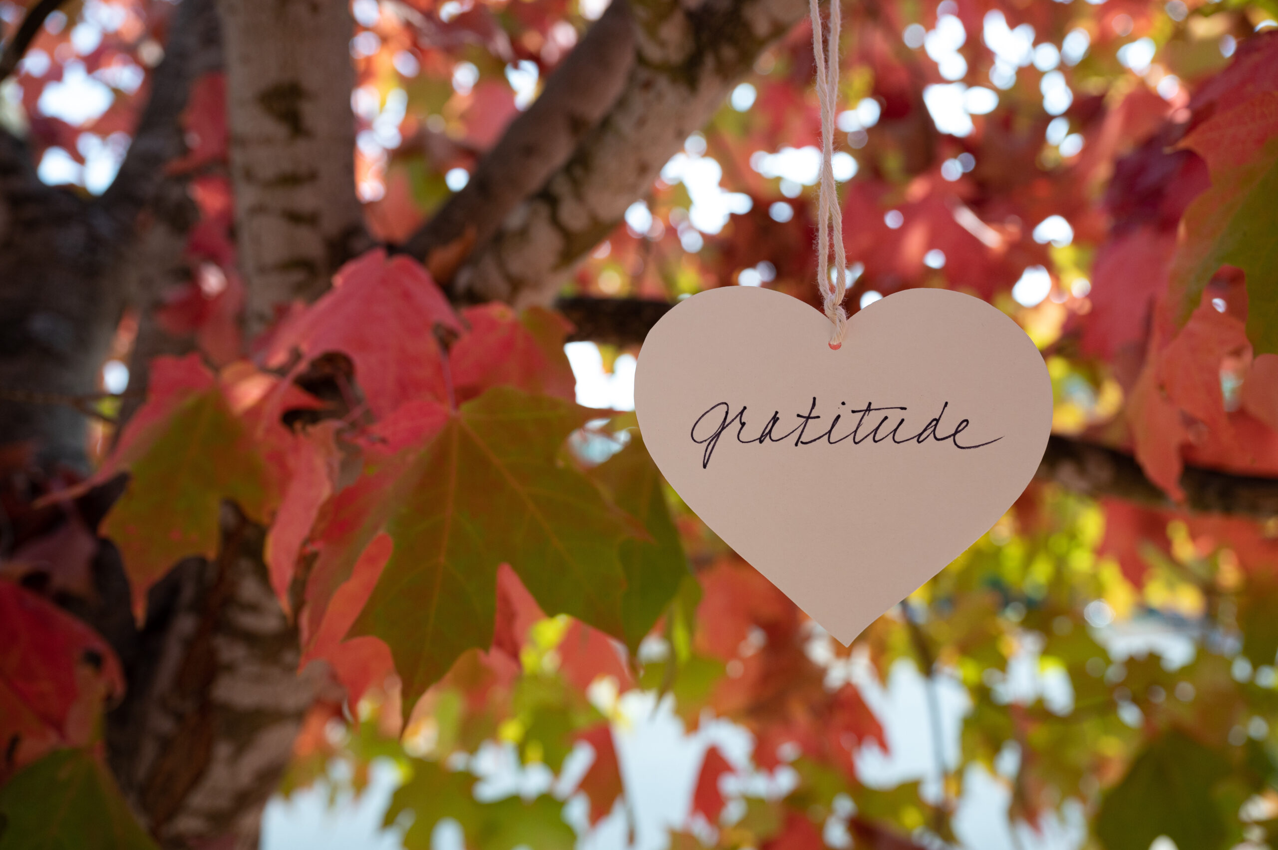 The Transformative Power of Gratitude: Unlocking Joy This Thanksgiving